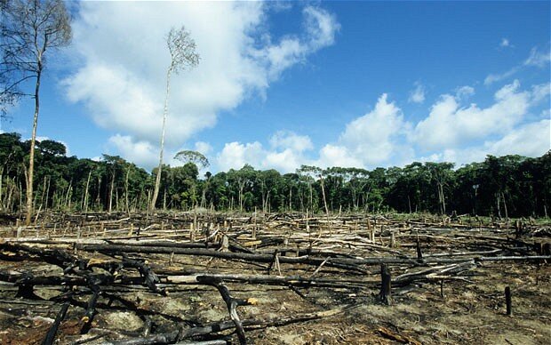 Recent survey suggests urgent action against Deforestation @OakwooddoorsLtd