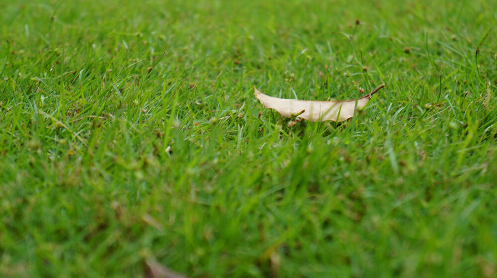 Autumn tips to prepare your garden for the winter