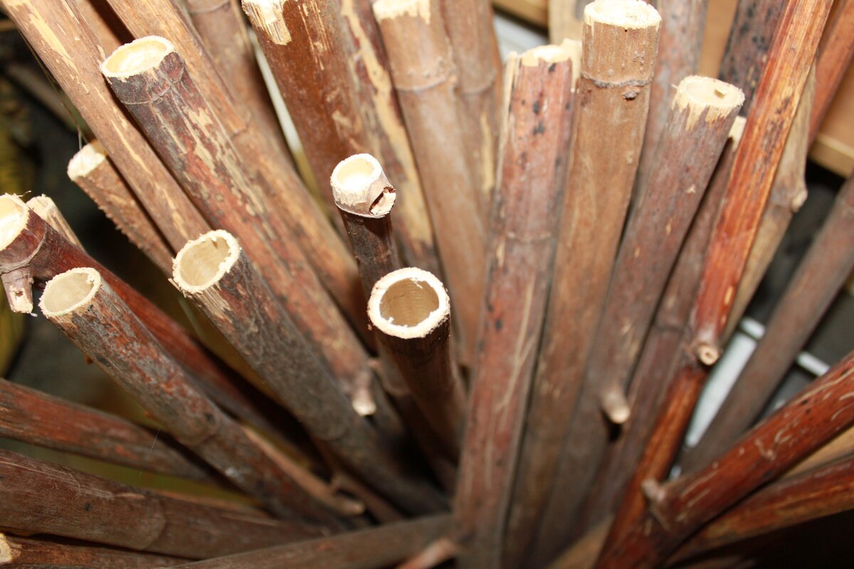 Environet develops eco-solution for Japanese knotweed waste @EnvironetUK