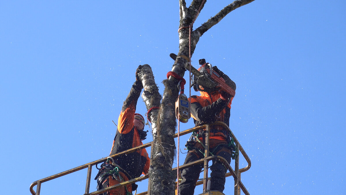 Impact Block for Arboriculture Science @loadcell