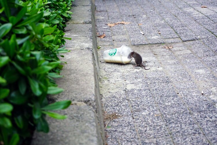 Rise of the Rodents: The UK’s Fly-Tipping Problem Linked to Pest Infestations @SkiphireUK1