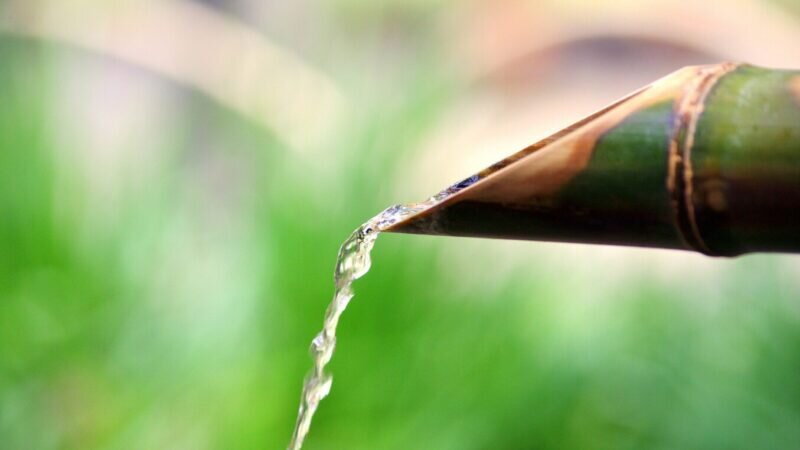WHAT IS BIOPHILIC DESIGN AND WHY IS IT TRENDING FOR 2022?