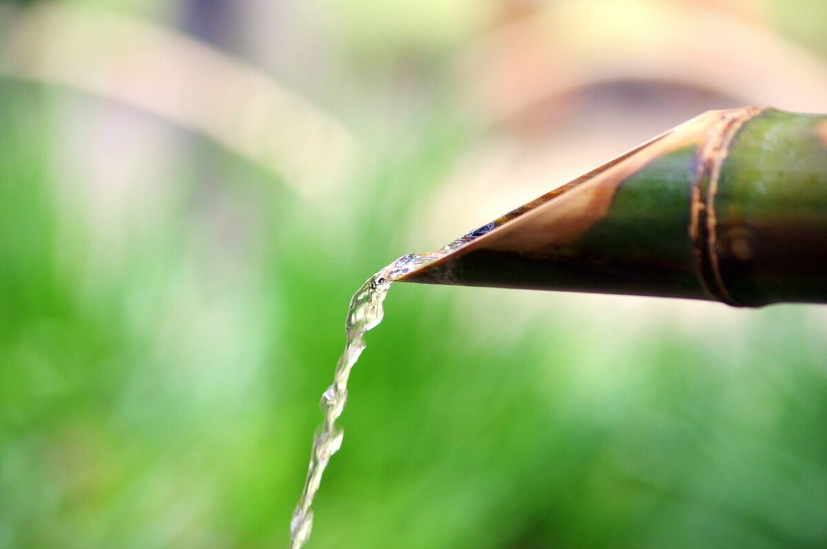 WHAT IS BIOPHILIC DESIGN AND WHY IS IT TRENDING FOR 2022?