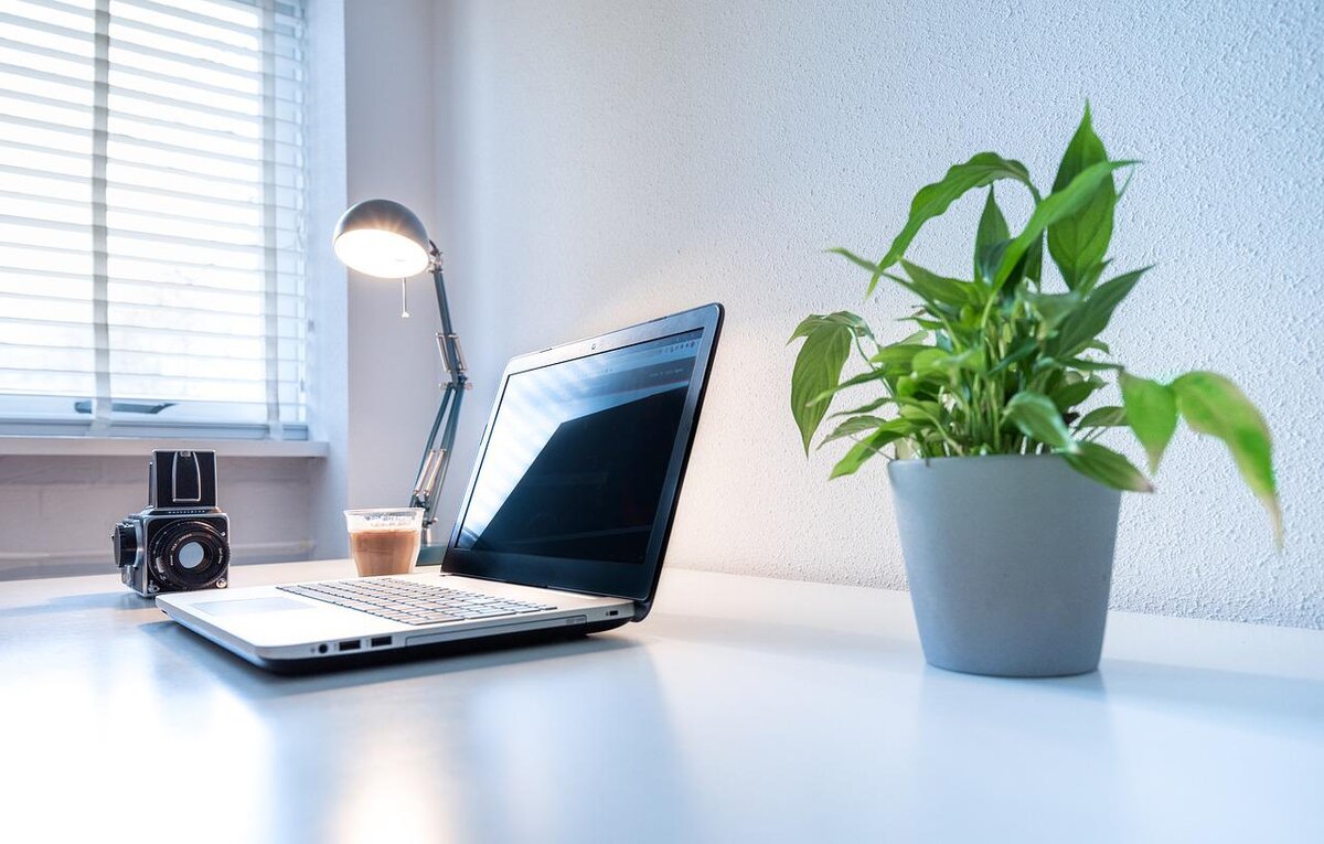 Top 6 Easy-Care Plants to Have in Your Office Space